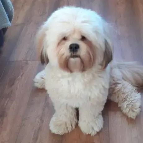 Lhasa Apso