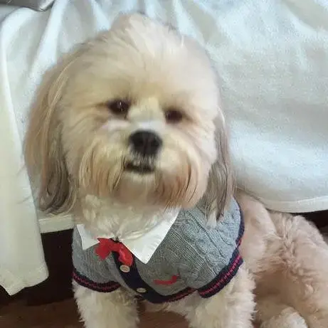 Lhasa Apso