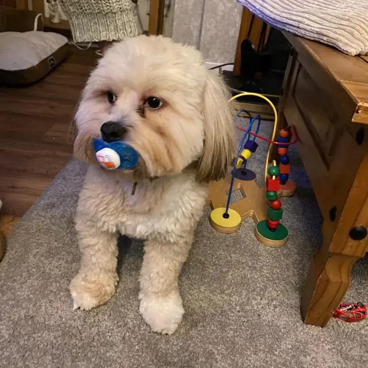 Lhasa Apso