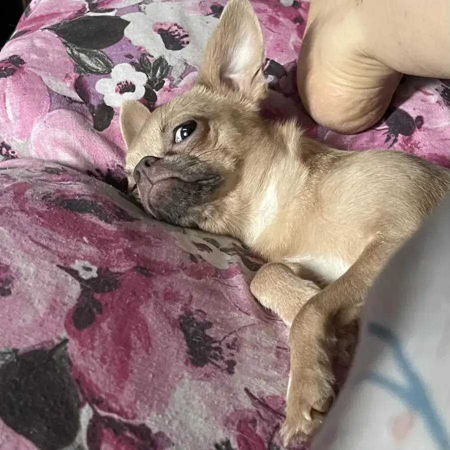 Chihuahua (Smooth Coat)