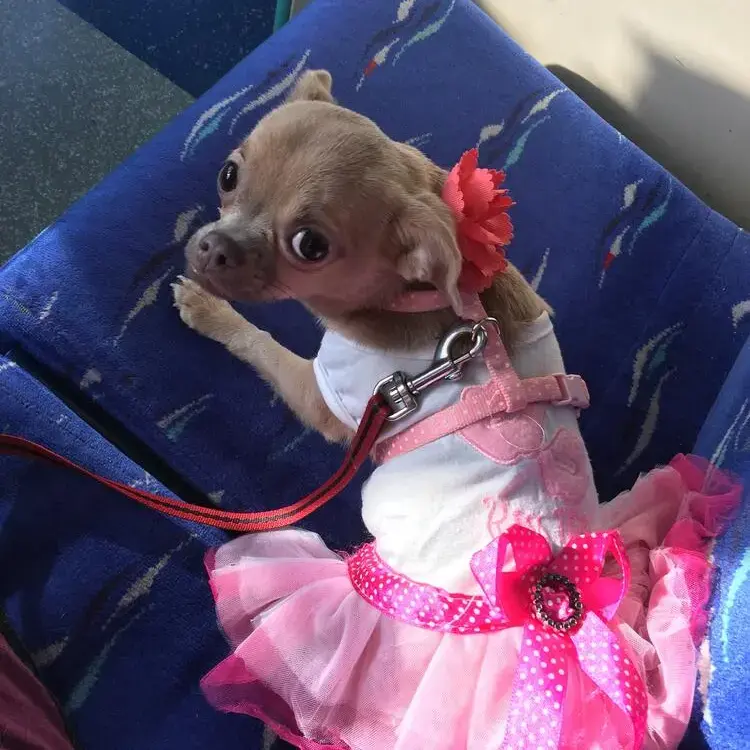 Chihuahua (Smooth Coat)