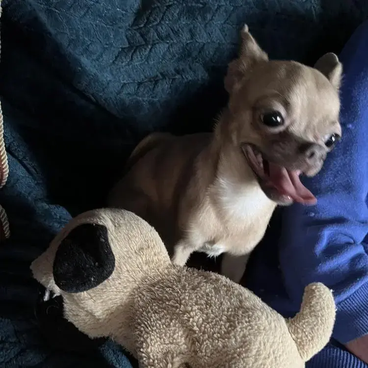 Chihuahua (Smooth Coat)