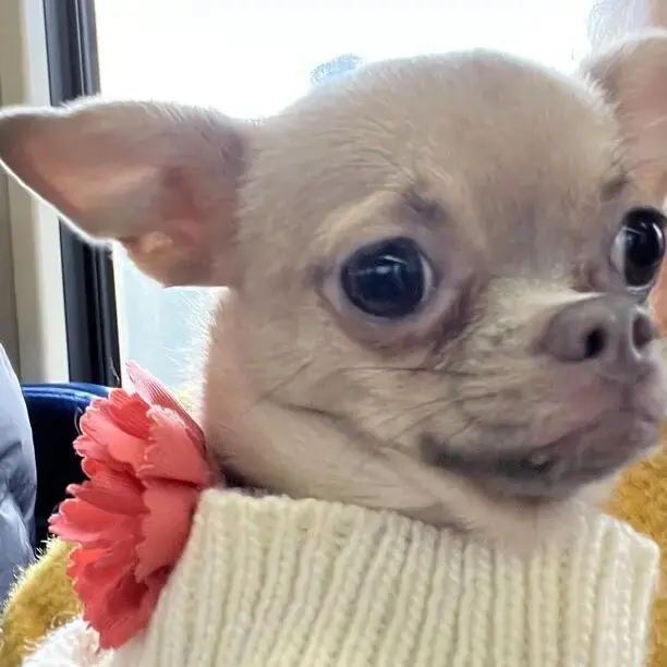 Chihuahua (Smooth Coat)