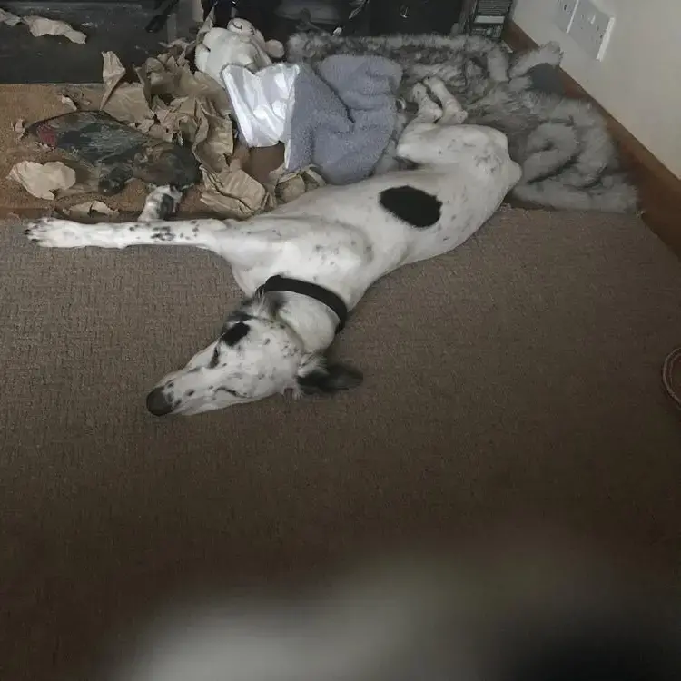 Saluki