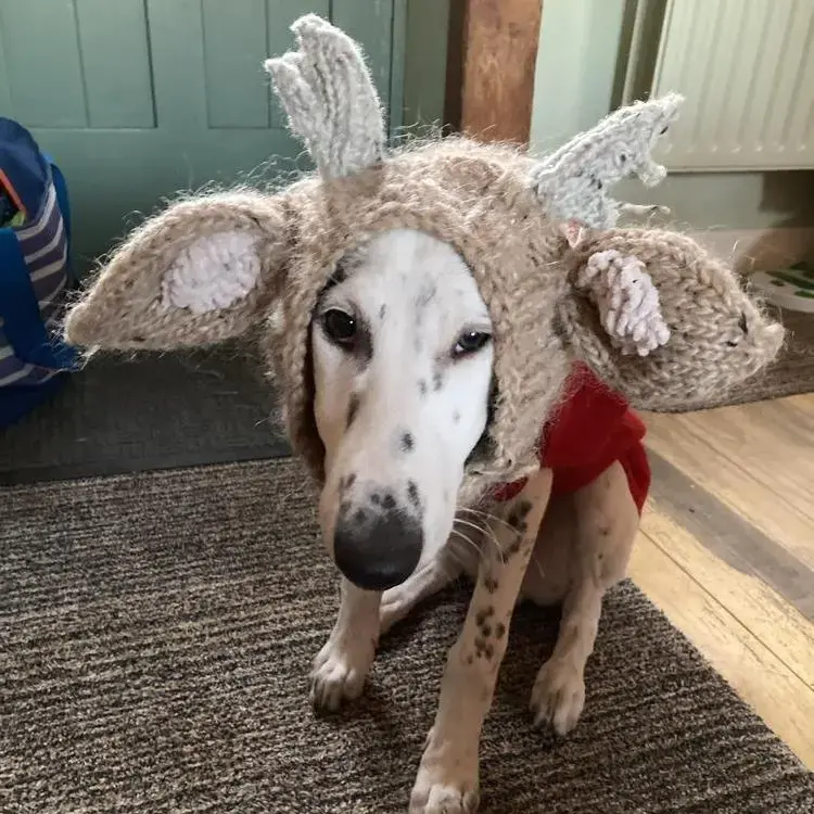 Saluki