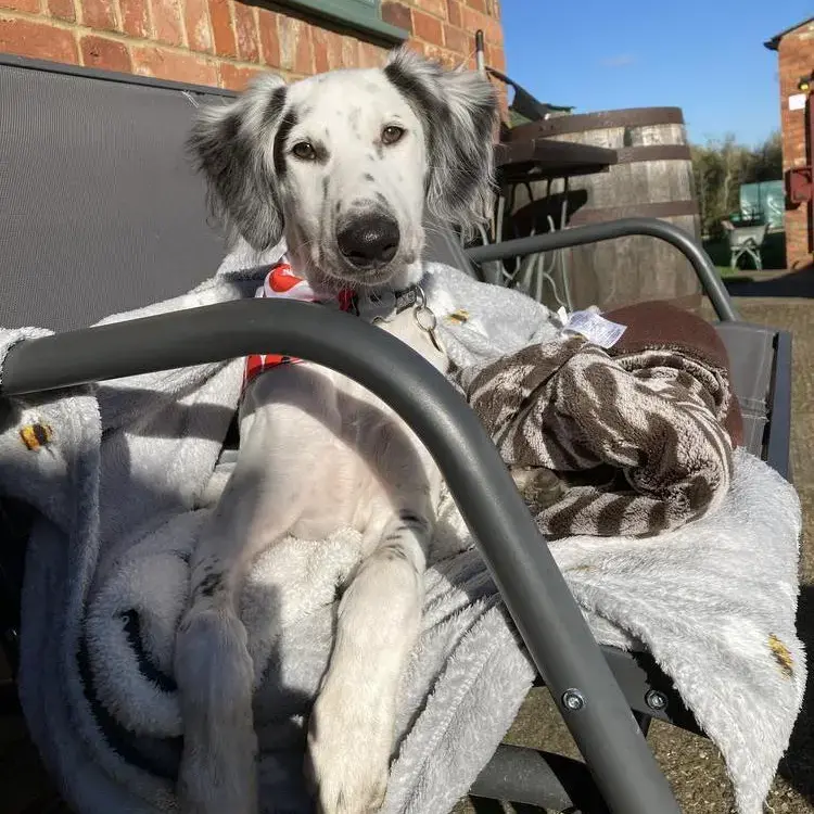 Saluki