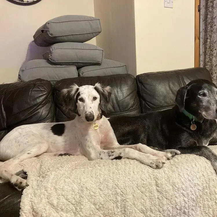 Saluki