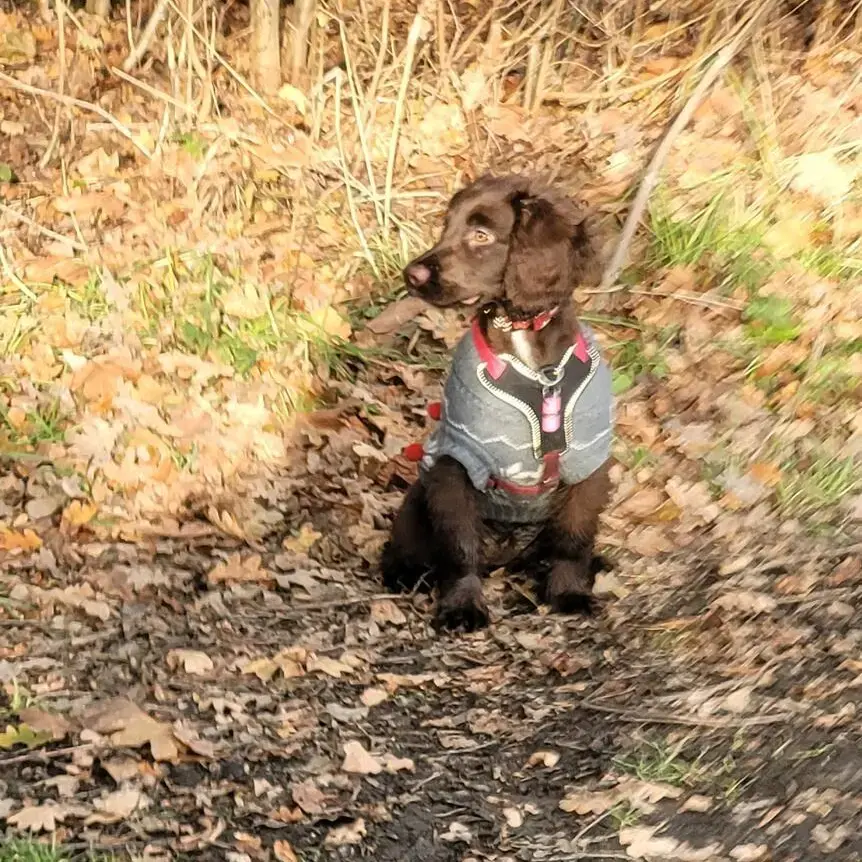 English Springer Spaniel