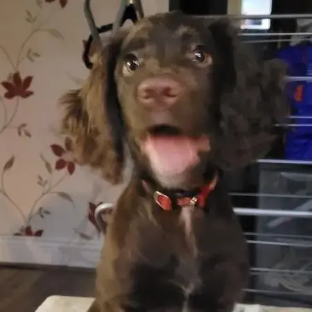 English Springer Spaniel