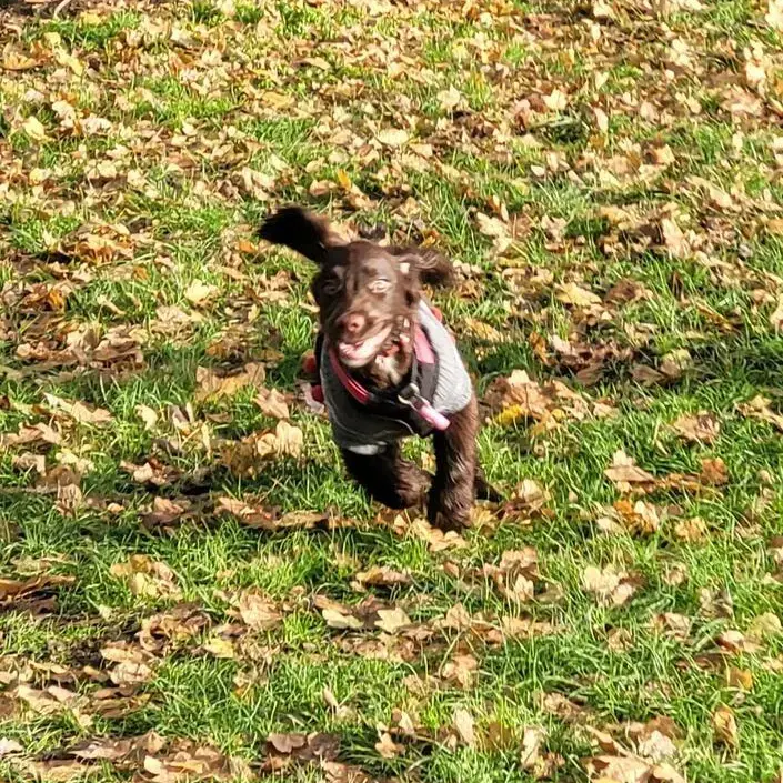 English Springer Spaniel