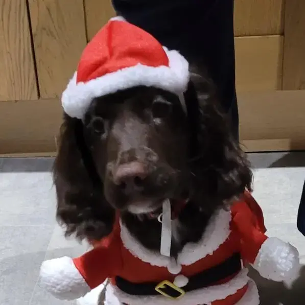 English Springer Spaniel