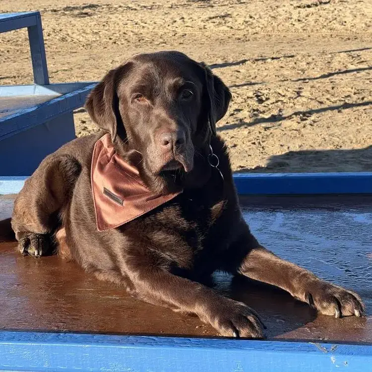 Labrador Retriever