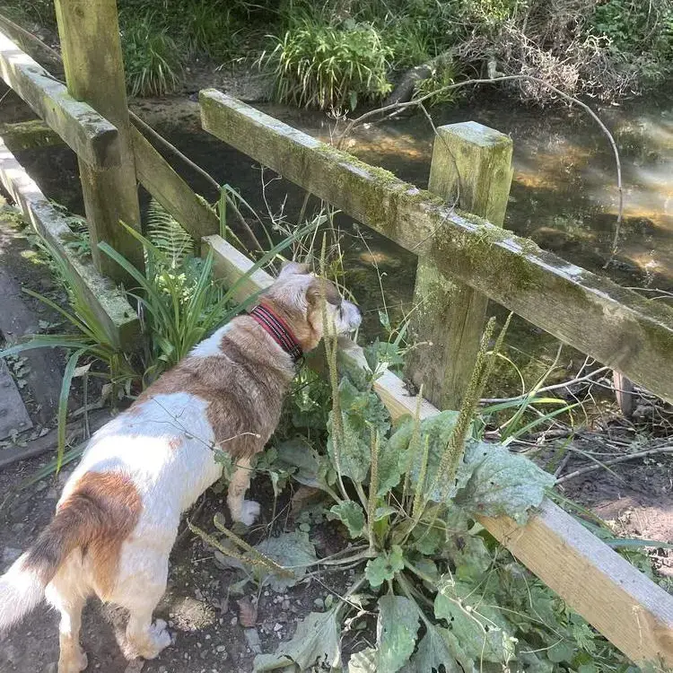 Jack Russell Terrier