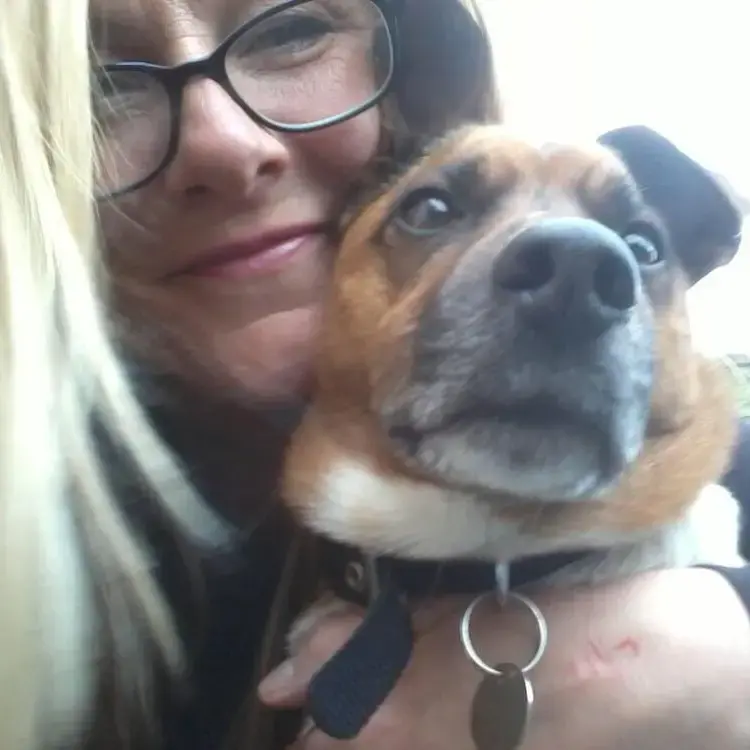 Jack Russell Terrier