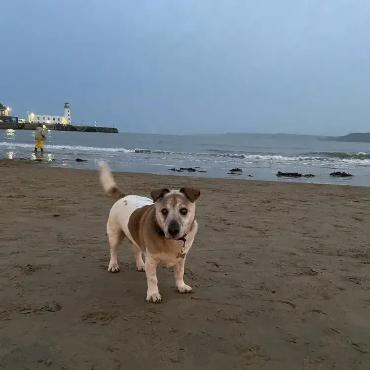 Jack Russell Terrier