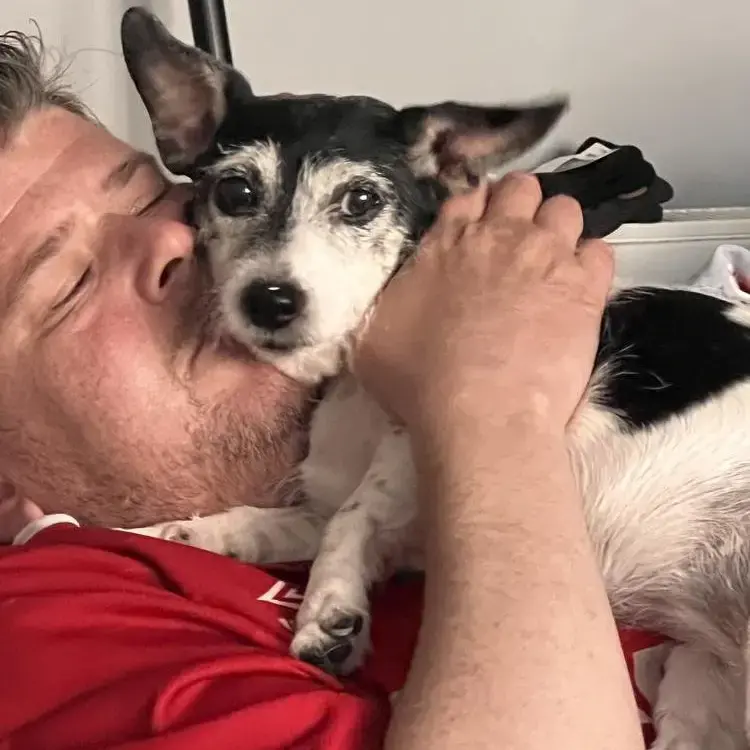 Jack Russell Terrier
