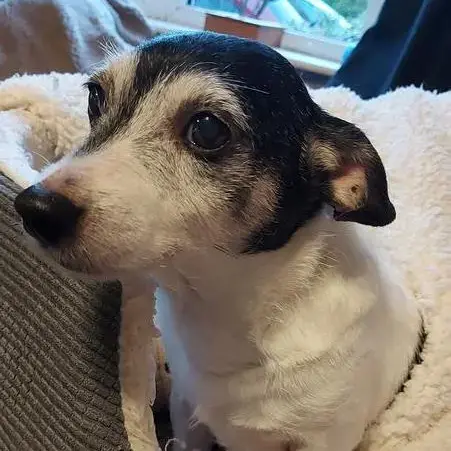 Jack Russell Terrier