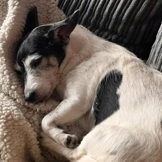 Jack Russell Terrier