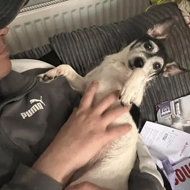 Jack Russell Terrier