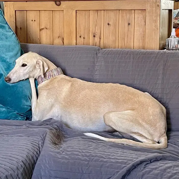 Greyhound
