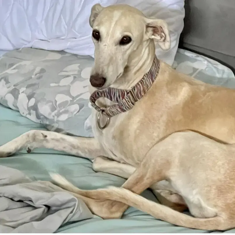 Greyhound