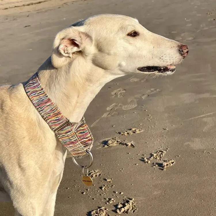 Greyhound