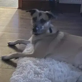 German Shepherd Dog