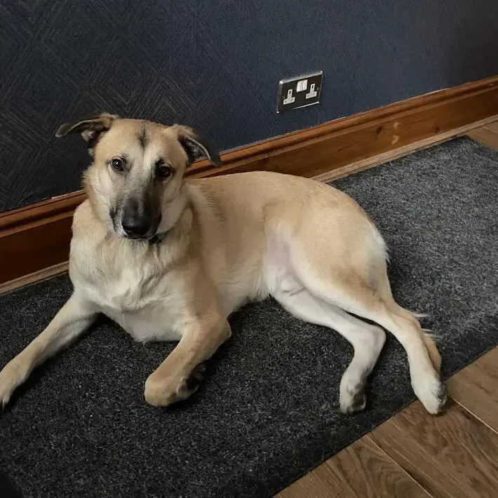 German Shepherd Dog