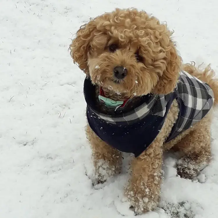 Poodle (Toy)