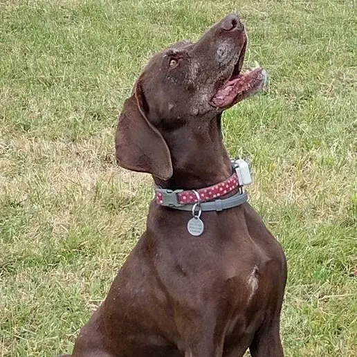 German Short-Haired Pointer
