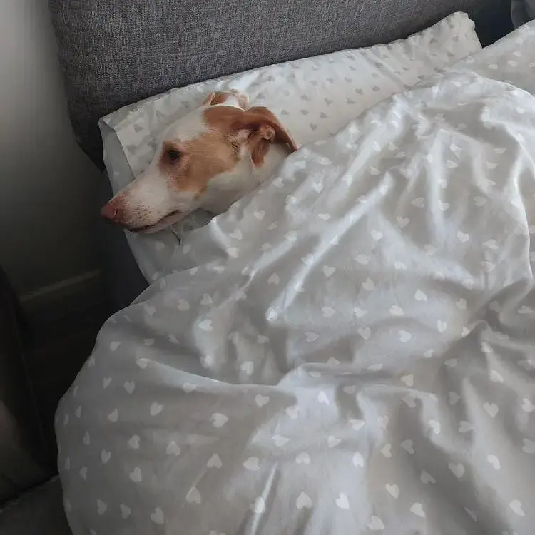 Whippet