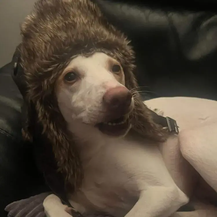Whippet