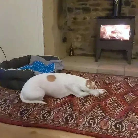 Whippet