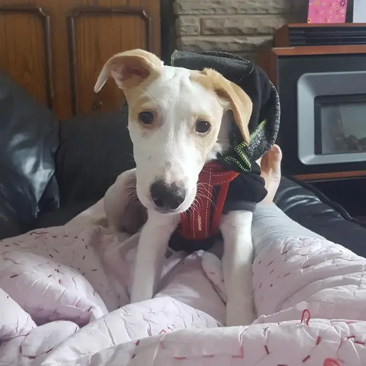 Whippet