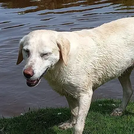 Labrador Retriever