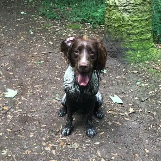 English Springer Spaniel