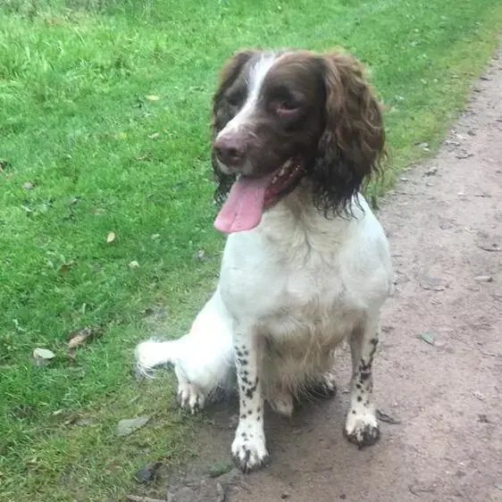 English Springer Spaniel