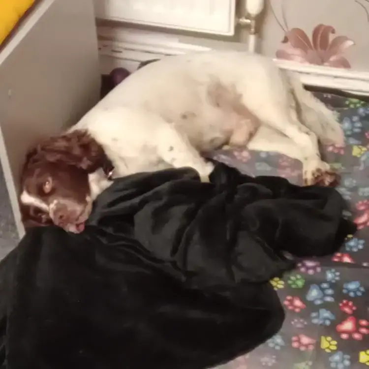 English Springer Spaniel