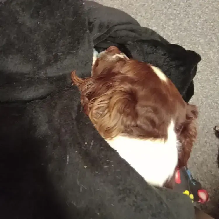 English Springer Spaniel