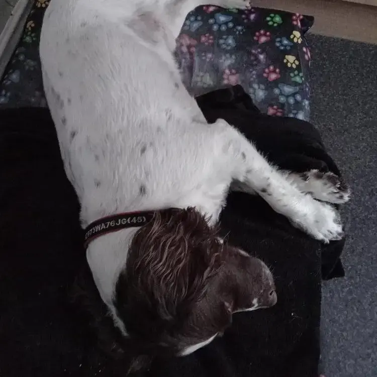 English Springer Spaniel