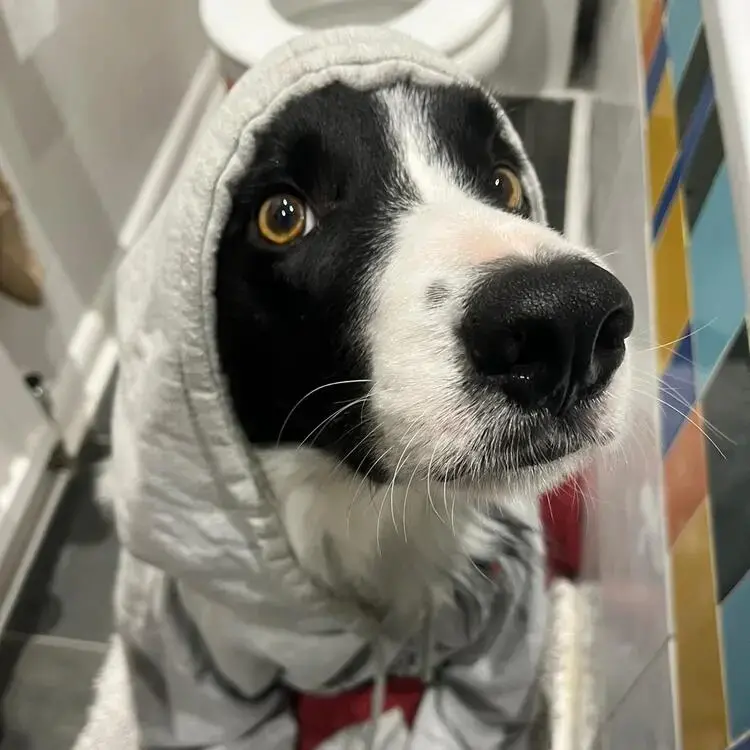 Border Collie