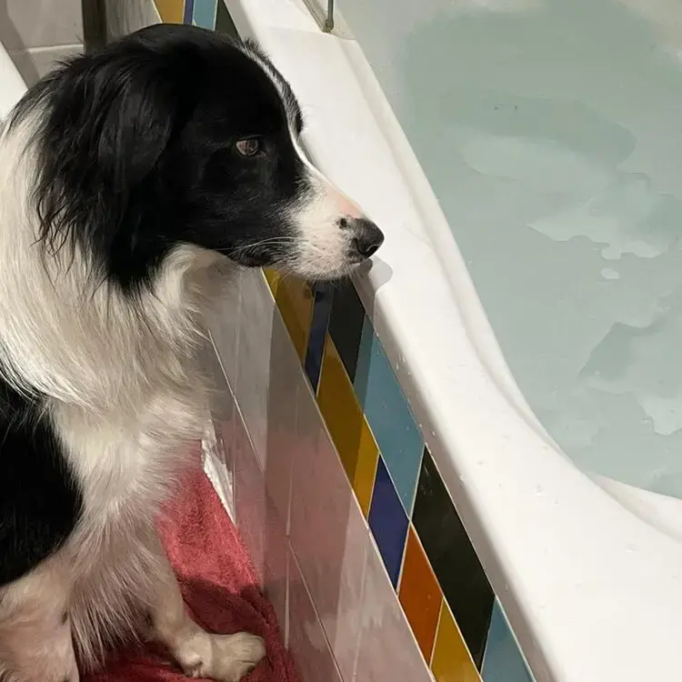 Border Collie