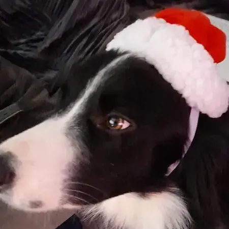 Border Collie