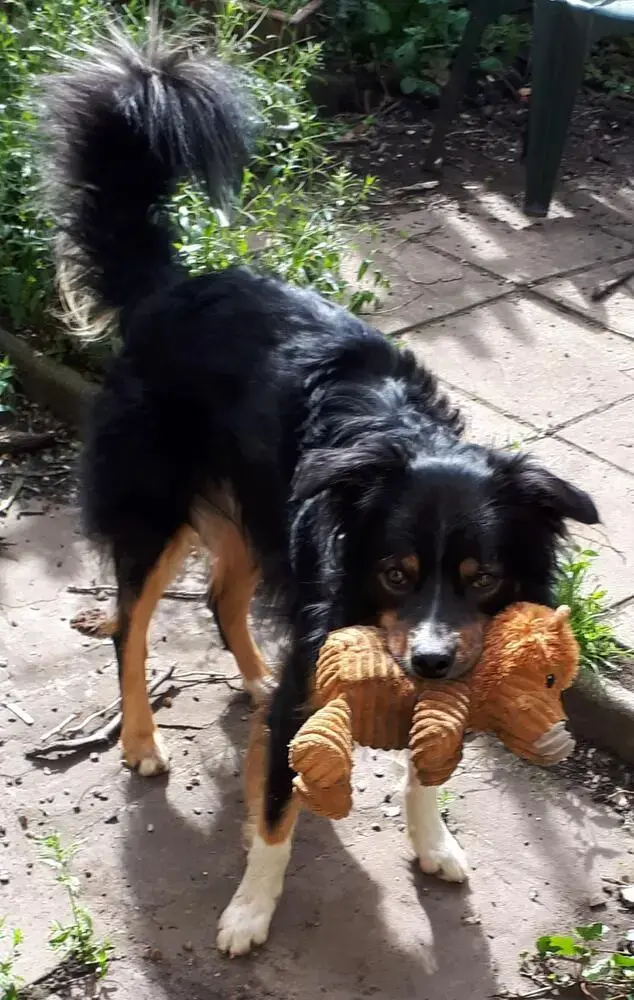 Collie (Rough)