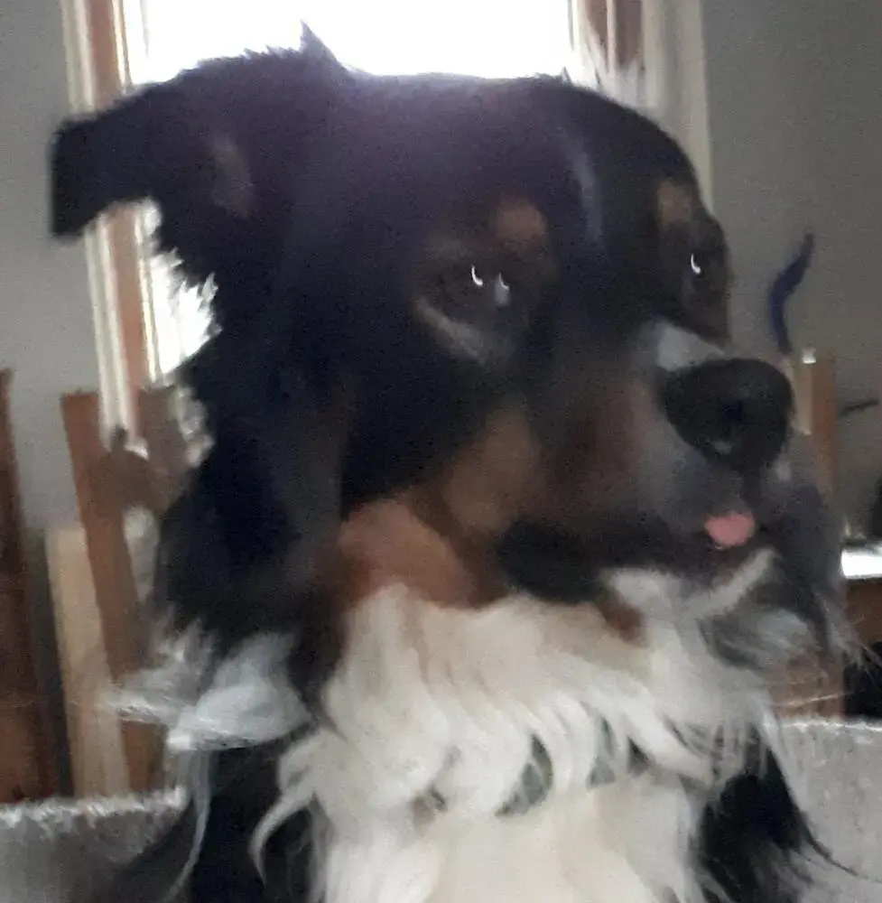 Collie (Rough)