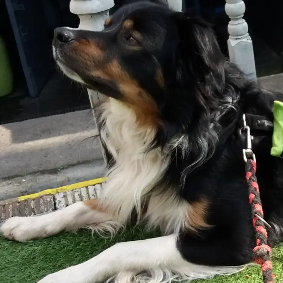 Collie (Rough)
