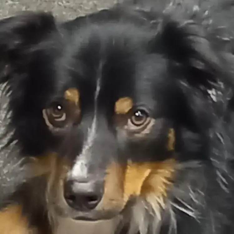 Collie (Rough)