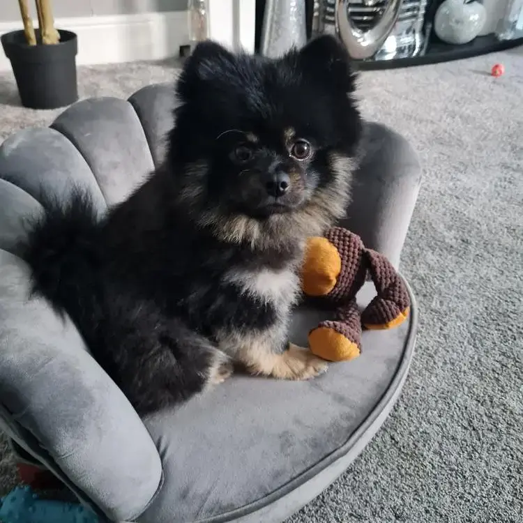 Pomeranian