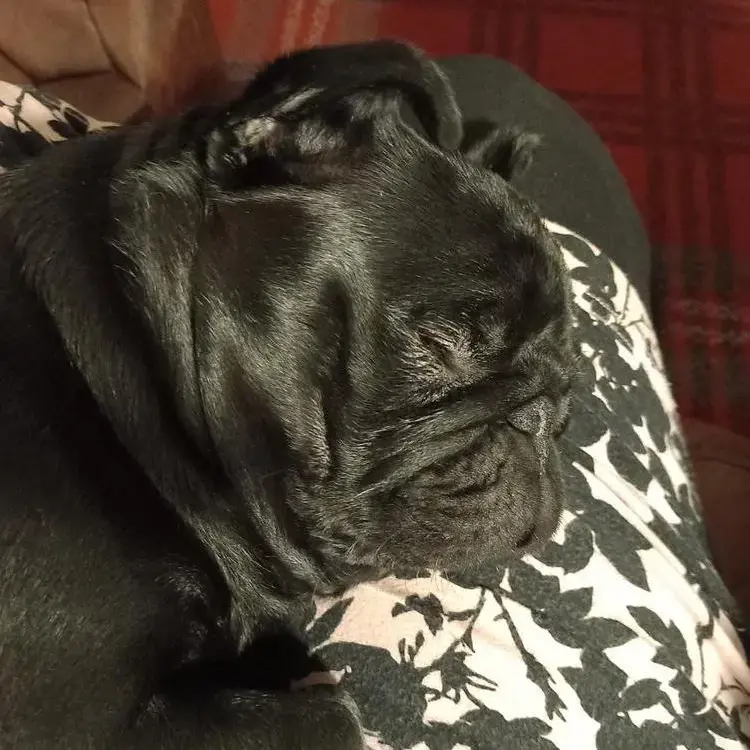 Pug