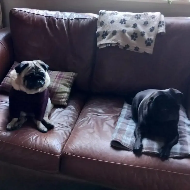 Pug